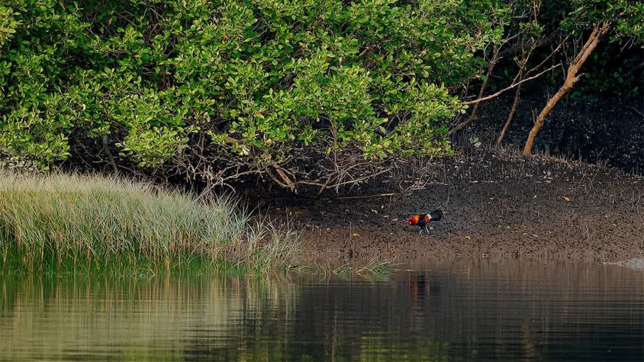 Sundarban Boat Safari